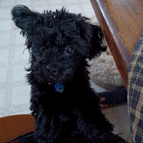 Meet your Posher, Roxanne - Picture 1 of 1